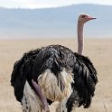 TZA ARU Ngorongoro 2016DEC26 Crater 078 : 2016, 2016 - African Adventures, Africa, Arusha, Crater, Date, December, Eastern, Month, Ngorongoro, Places, Tanzania, Trips, Year